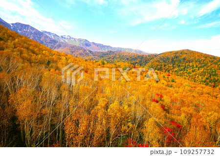 燃える秋、錦秋の北海道、十月、層雲峡の紅葉、黒岳ロープウェイ、ロープウェーで登る黒岳、赤黄色の紅葉 燃える秋、錦秋の北海道、十月、層雲峡の紅葉、黒岳ロープウェイ、ロープウェーで登る黒岳、赤黄色の紅葉 109257732