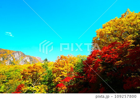 燃える秋、錦秋の北海道、十月、層雲峡の紅葉、黒岳ロープウェイ、ロープウェーで登る黒岳、赤黄色の紅葉 燃える秋、錦秋の北海道、十月、層雲峡の紅葉、黒岳ロープウェイ、ロープウェーで登る黒岳、赤黄色の紅葉 109257800