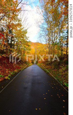 燃える秋、錦秋の北海道、十月、層雲峡の紅葉、黒岳ロープウェイ、ロープウェーで登る黒岳、赤黄色の紅葉 燃える秋、錦秋の北海道、十月、層雲峡の紅葉、黒岳ロープウェイ、ロープウェーで登る黒岳、赤黄色の紅葉 109257814