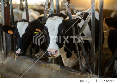 Black and white cows eating hay peeking through stall fence on farm 109258447