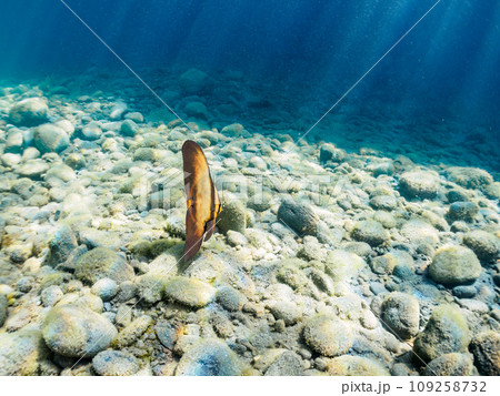 ヒリゾ浜の枯れ葉に擬態する不思議なナンヨウツバメウオ(ツバメウオ属)の幼魚。  静岡県伊豆半島賀茂郡 ヒリゾ浜の枯れ葉に擬態する不思議なナンヨウツバメウオ(ツバメウオ属)の幼魚。  静岡県伊豆半島賀茂郡 109258732
