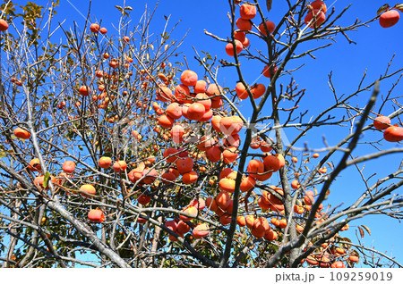 たわわに実った柿 たわわに実った柿 109259019