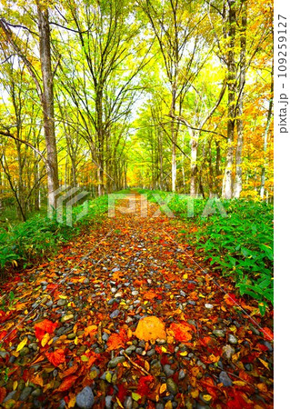 十月、紅葉の北海道、国道二七三号線、上士幌町の士幌線跡、糠平湖と鹿追町の湖底線路を訪ねる秋の旅、秋旅 109259127