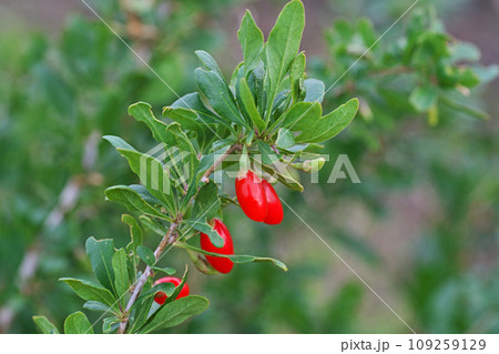 赤いクコの実(秋、十一月) 赤いクコの実(秋、十一月) 109259129