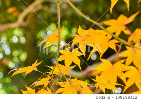 日本の秋 黄色に染まったモミジ 日本の秋 黄色に染まったモミジ 109259312