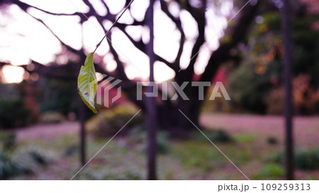 六義園のしだれ桜の葉が来春の開花を待ち望む 109259313