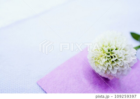淡い色の背景に置かれた紫の和紙と白いの綺麗な菊の花の壁紙素材、冠婚葬祭イメージ 109259397
