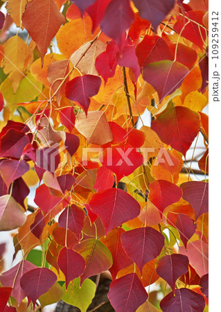 紅葉したナンキンハゼの葉(秋、十一月) 紅葉したナンキンハゼの葉(秋、十一月) 109259412
