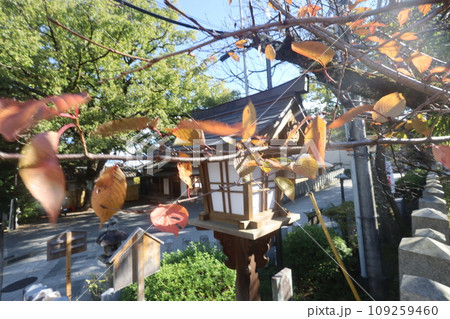 神社の紅葉 神社の紅葉 109259460