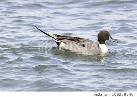 オナガガモ 109259546