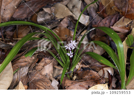 キチジョウソウ 109259553