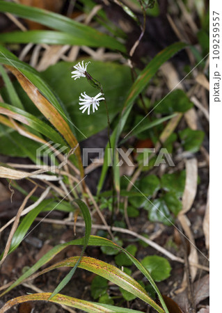 キッコウハグマ キッコウハグマ 109259557