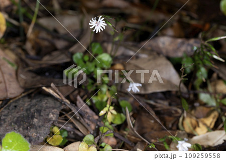 キッコウハグマ 109259558