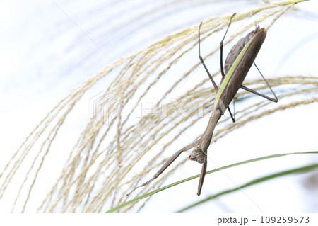 チョウセンカマキリ 109259573