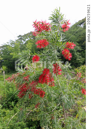 モネの庭の植物たち モネの庭の植物たち 109259621