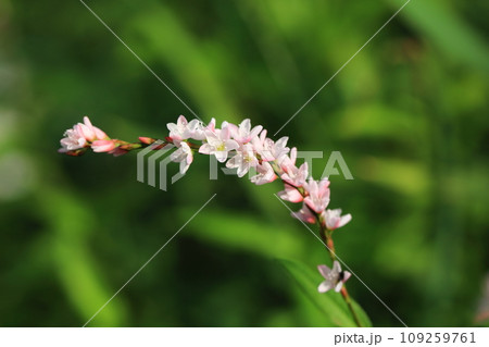 サクラタデの花 109259761