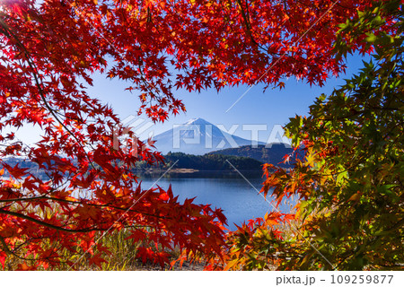 日本の風景「富士山と紅葉」 109259877