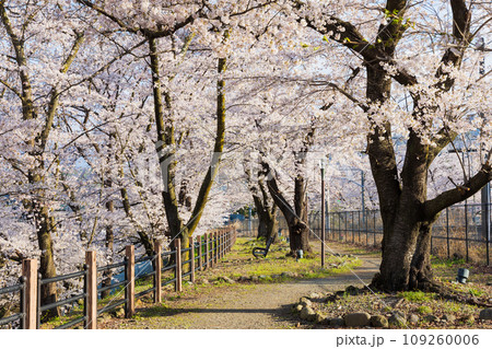 山梨県甲州市の春 勝沼ぶどう郷駅(甚六桜公園)の桜 山梨県甲州市の春 勝沼ぶどう郷駅(甚六桜公園)の桜 109260006