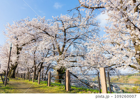 山梨県甲州市の春 勝沼ぶどう郷駅(甚六桜公園)の桜 山梨県甲州市の春 勝沼ぶどう郷駅(甚六桜公園)の桜 109260007