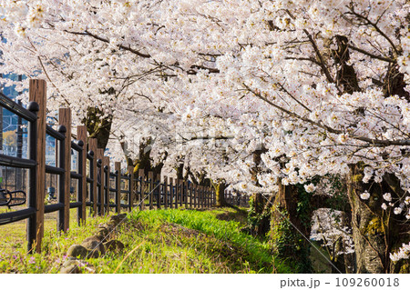 山梨県甲州市の春　勝沼ぶどう郷駅（甚六桜公園）の桜 109260018