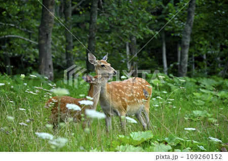 エゾシカの親子 エゾシカの親子 109260152