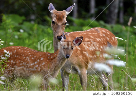 エゾシカの親子 109260156