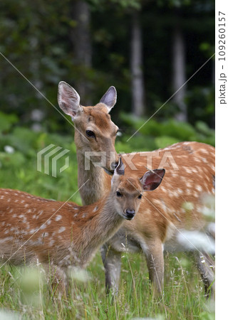 エゾシカの親子 109260157