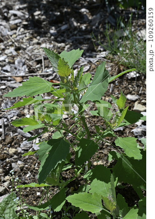 シロザ シロザ 109260159