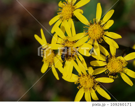 常緑多年草キク科ツワブキの開花と訪花昆虫 109260171