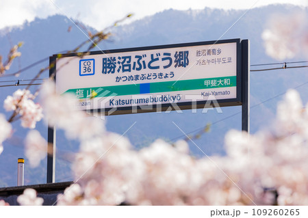山梨県甲州市の春 勝沼ぶどう郷駅(甚六桜公園)の桜 山梨県甲州市の春 勝沼ぶどう郷駅(甚六桜公園)の桜 109260265