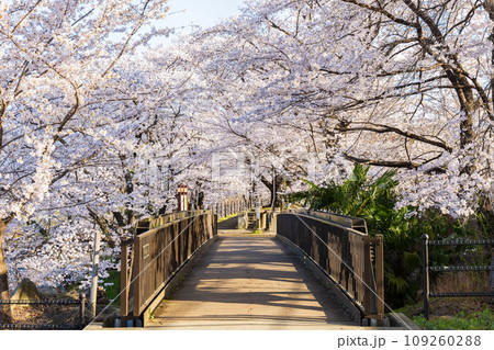 山梨県甲州市の春 勝沼ぶどう郷駅(甚六桜公園)の桜 山梨県甲州市の春 勝沼ぶどう郷駅(甚六桜公園)の桜 109260288