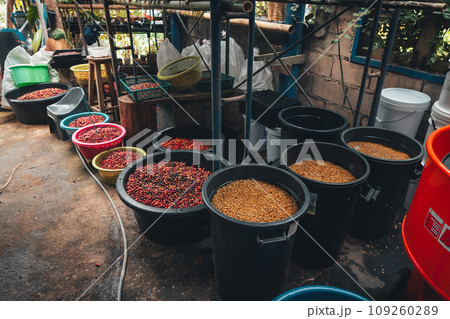 Red cherry coffee beans in a bucket 109260289