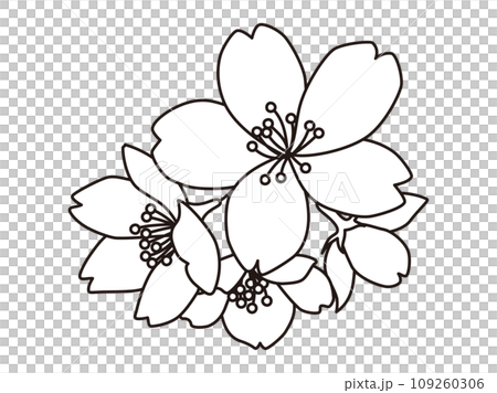 A simple monochrome line drawing of cherry blossoms that can be used as a focal point A simple monochrome line drawing of cherry blossoms that can be used as a focal point 109260306