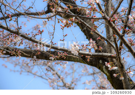 咲き始めた桜の花 109260930