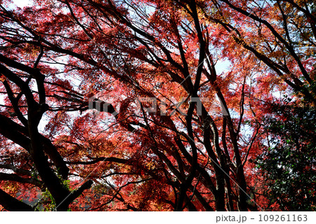 観音山の紅葉　2022-11-24　＃53 109261163