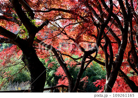 観音山の紅葉　2022-11-24　＃54 109261165