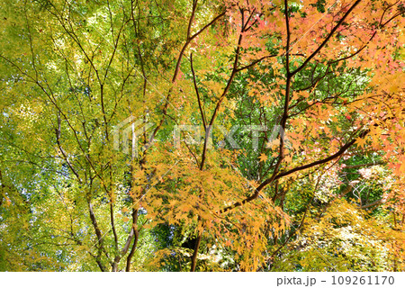 観音山の紅葉　2022-11-24　＃59 109261170