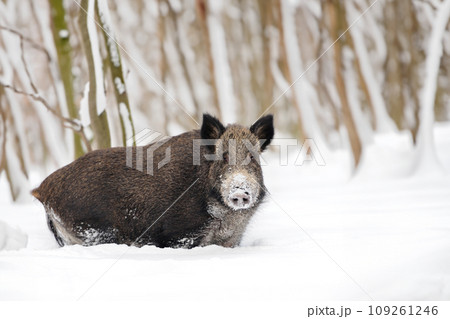 Wild boar in winter forest. Animal in nature habitat Wild boar in winter forest. Animal in nature habitat 109261246