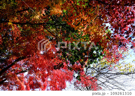 観音山の紅葉 2022-11-24 #61 観音山の紅葉 2022-11-24 #61 109261310