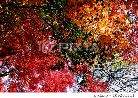 観音山の紅葉 2022-11-24 #62 観音山の紅葉 2022-11-24 #62 109261311