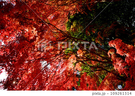 観音山の紅葉 2022-11-24 #65 観音山の紅葉 2022-11-24 #65 109261314