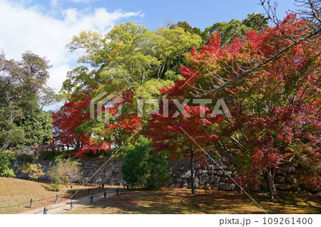 兵庫 丹波篠山 篠山城 二の丸からの本丸石垣と紅葉(晩秋) 兵庫 丹波篠山 篠山城 二の丸からの本丸石垣と紅葉(晩秋) 109261400