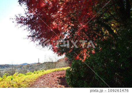 観音山の紅葉 2022-11-24 #71 観音山の紅葉 2022-11-24 #71 109261476