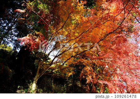 観音山の紅葉　2022-11-24　＃73 109261478