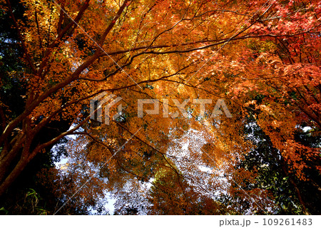 観音山の紅葉 2022-11-24 #77 観音山の紅葉 2022-11-24 #77 109261483