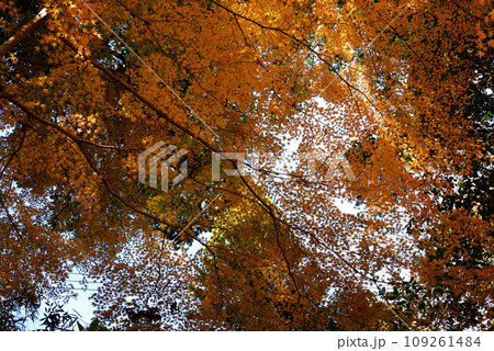 観音山の紅葉　2022-11-24　＃78 109261484