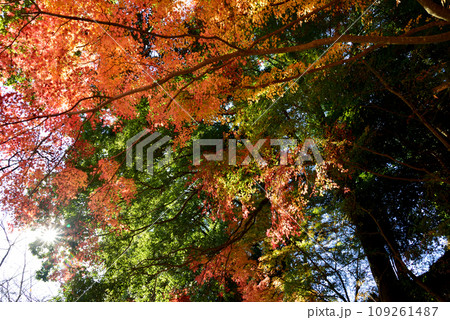 観音山の紅葉　2022-11-24　＃80 109261487