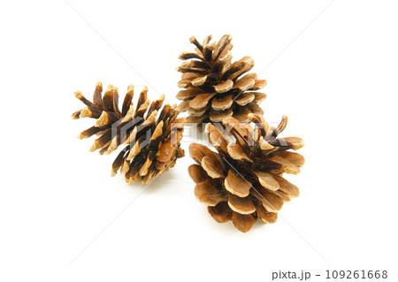 背景を白く飛ばしたまつぼっくり 109261668
