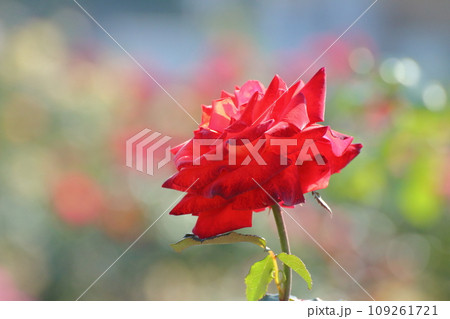荒尾市 おもやい市民花壇 バラの花、 荒尾市 おもやい市民花壇 バラの花、 109261721