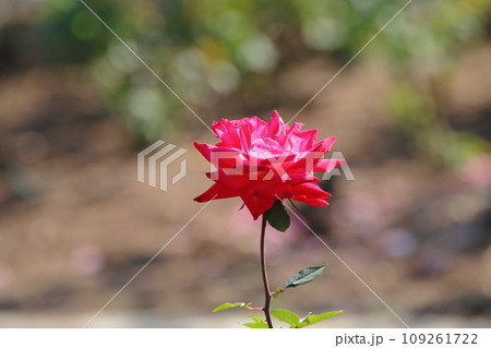 荒尾市 おもやい市民花壇 バラの花、 荒尾市 おもやい市民花壇 バラの花、 109261722
